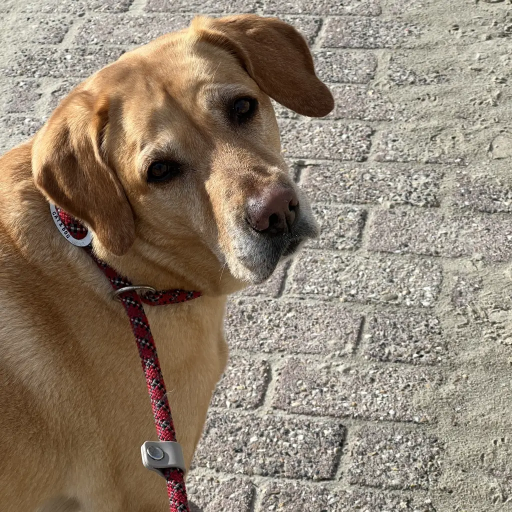 Andachtsbild von Brigitta