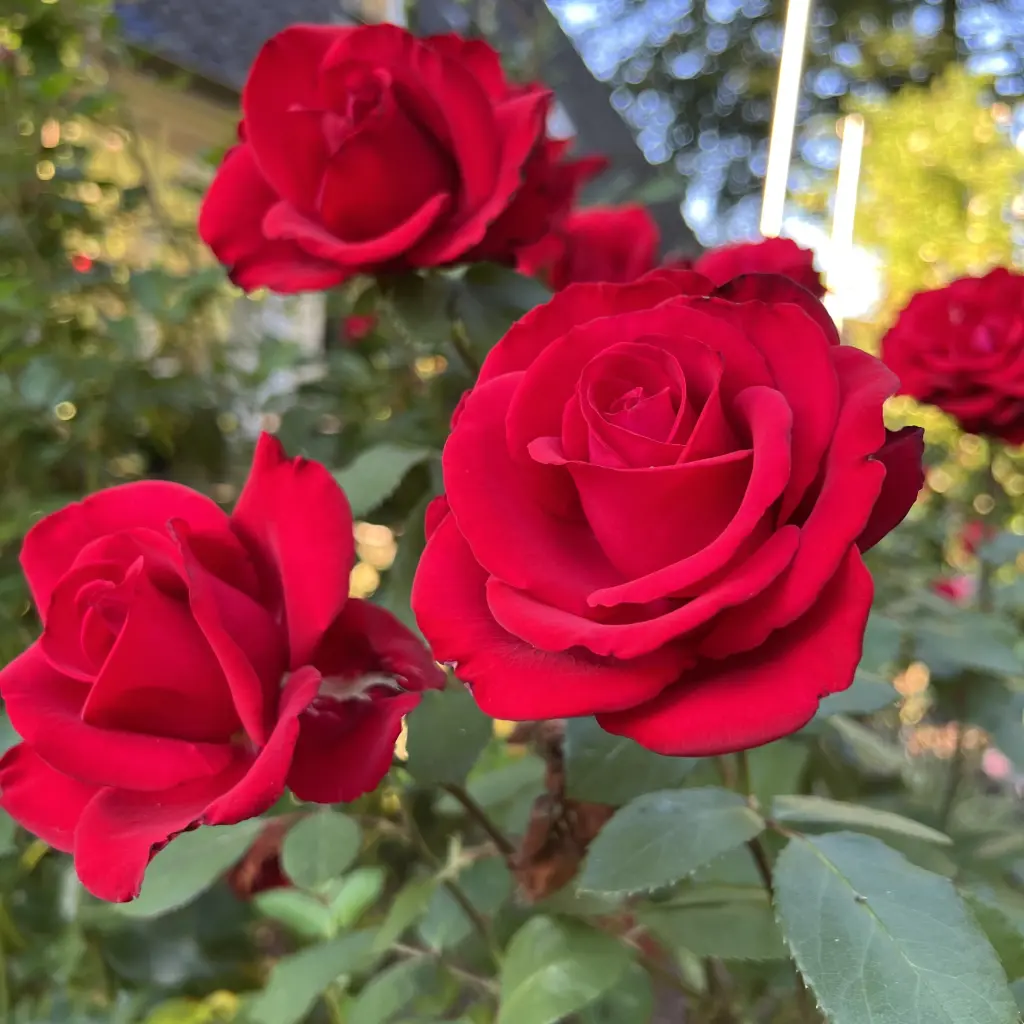 Andachtsbild von Brigitta 