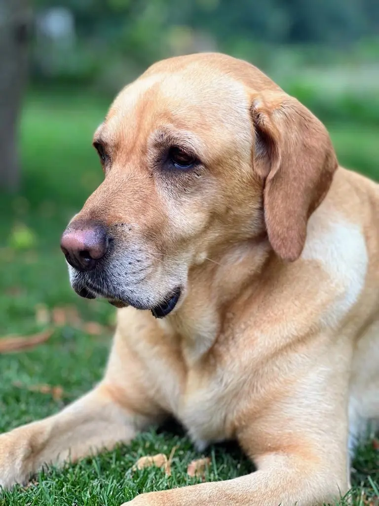 Andachtsbild von Brigitta