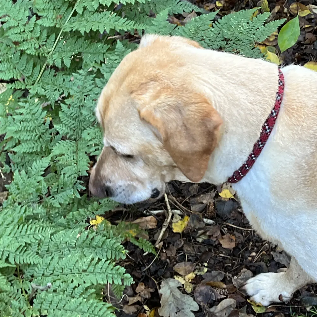 Andachtsbild von Brigitta