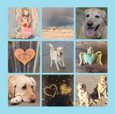 Condolence image of Eine Rose zum Gedenken an Paula