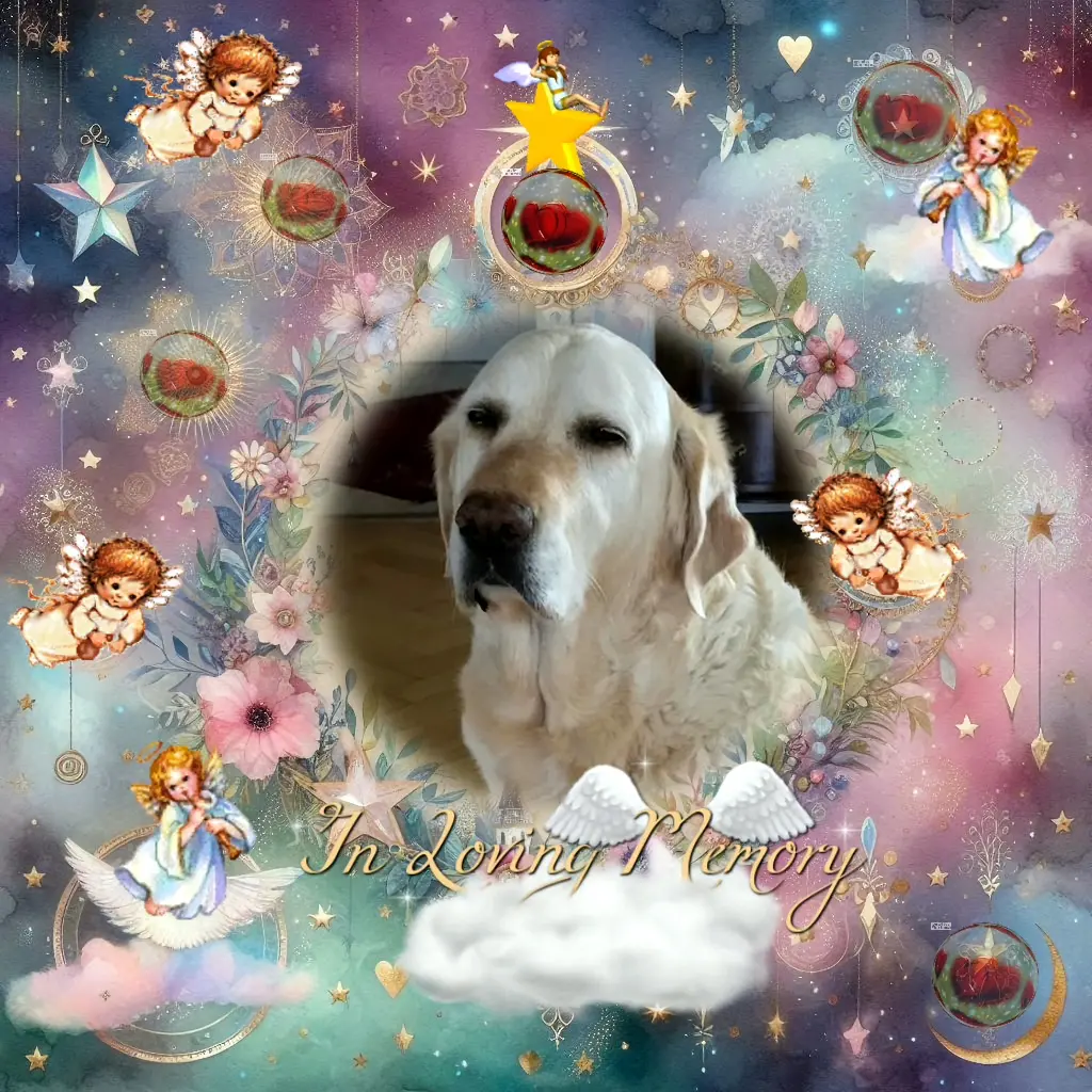 Condolence image of 8.Sternchen⭐️Gedenktag❤️❤️❤️❤️❤️❤️❤️❤️