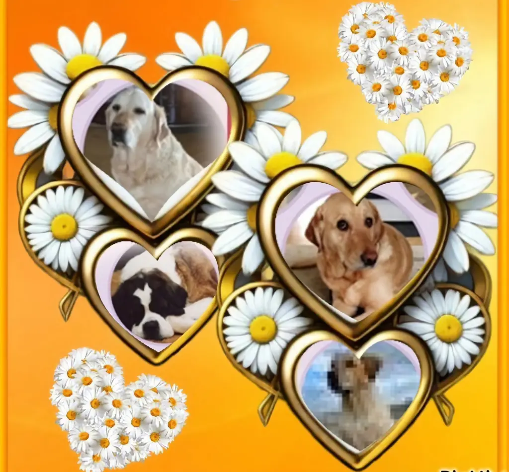 Condolence image of ⭐️❤️🐕🙏🙏🙏🌹🌹🌹🫶🫶🫶🩵💙🩵