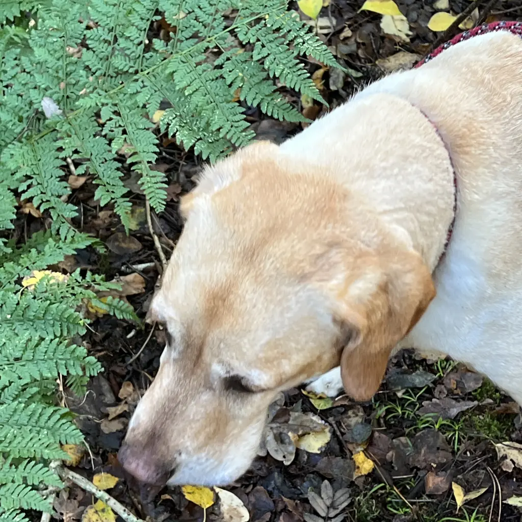 Condolence image of Brigitta