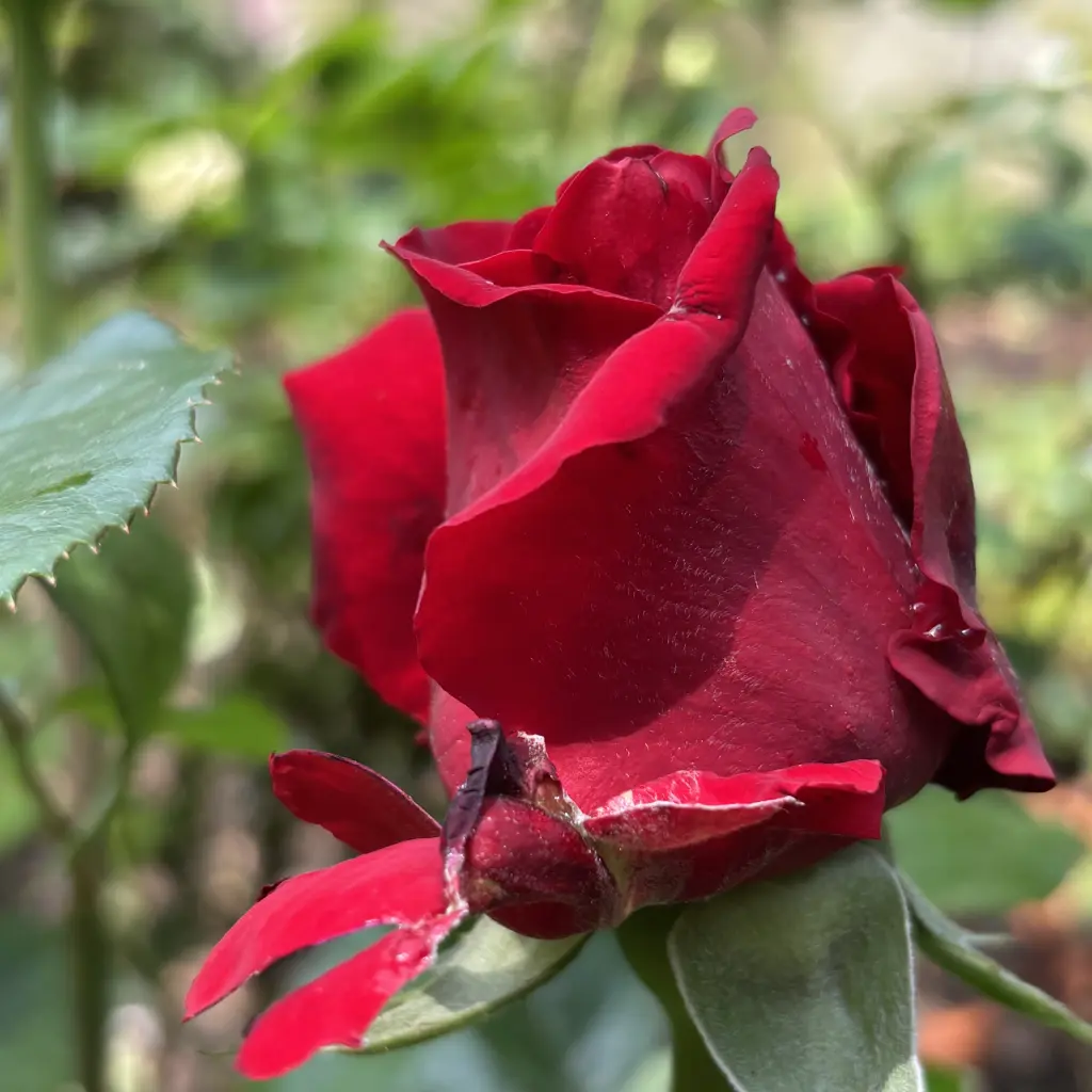Condolence image of Brigitta