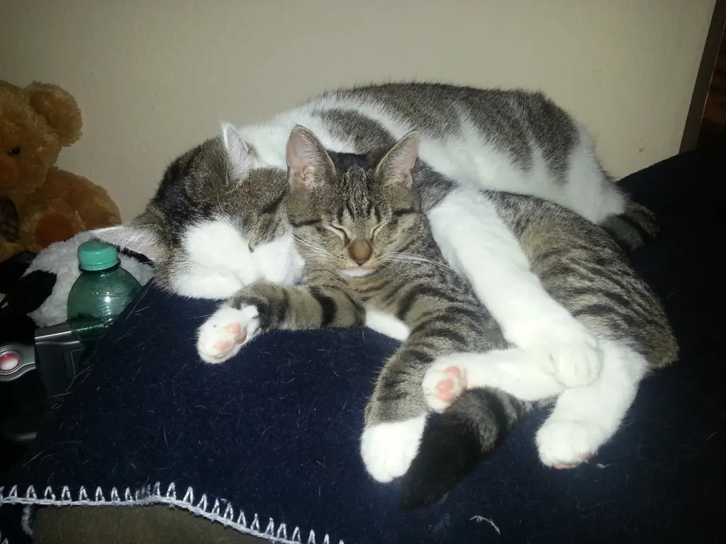 Image from Minimie