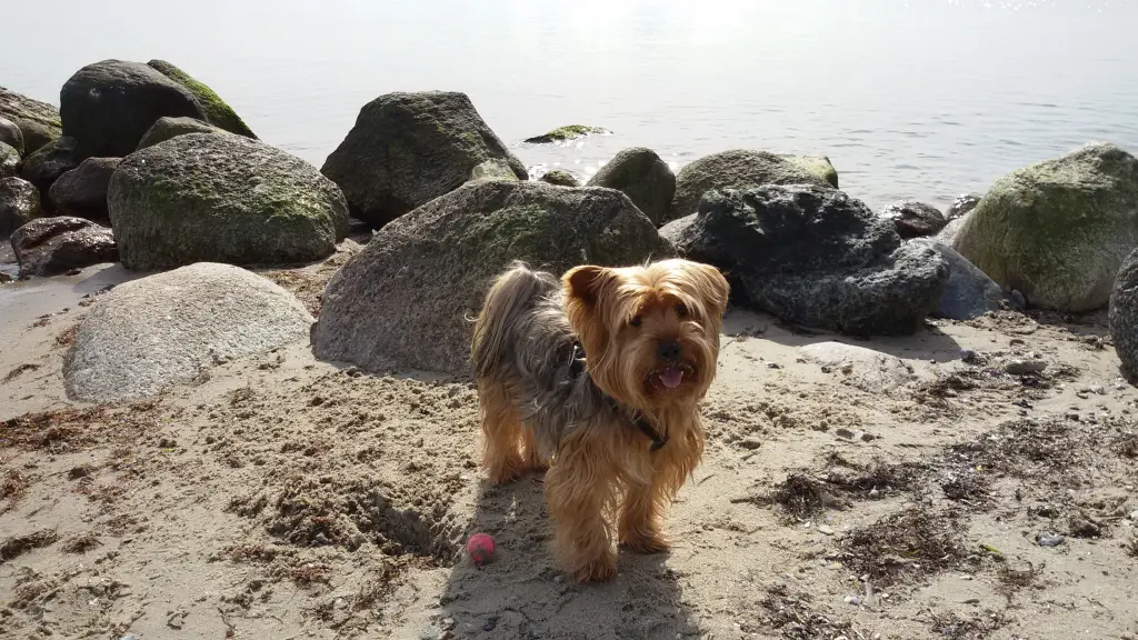 Gino am Strand