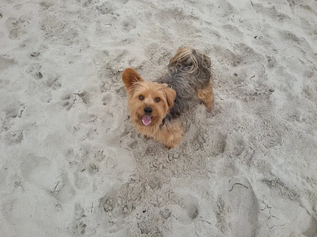 Gino am Strand