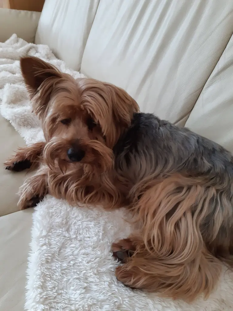 Gemütlich auf der Couch