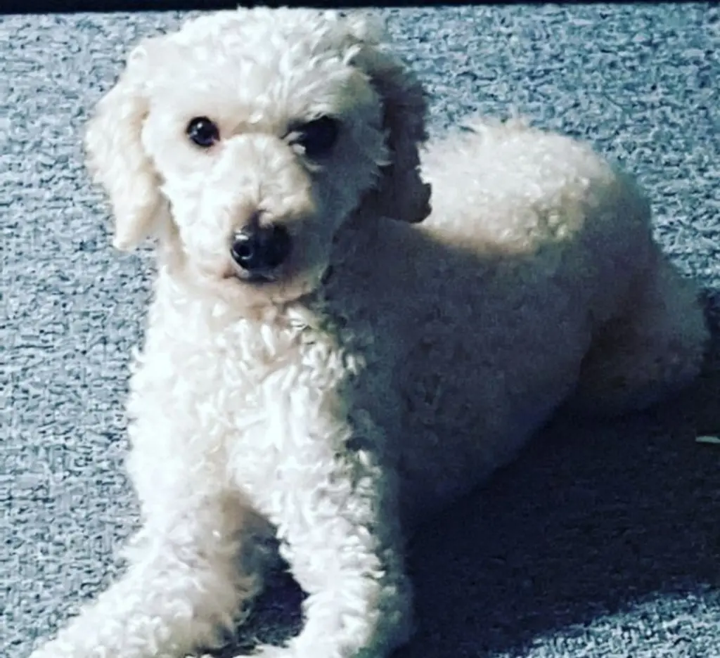 Bild von Tyler