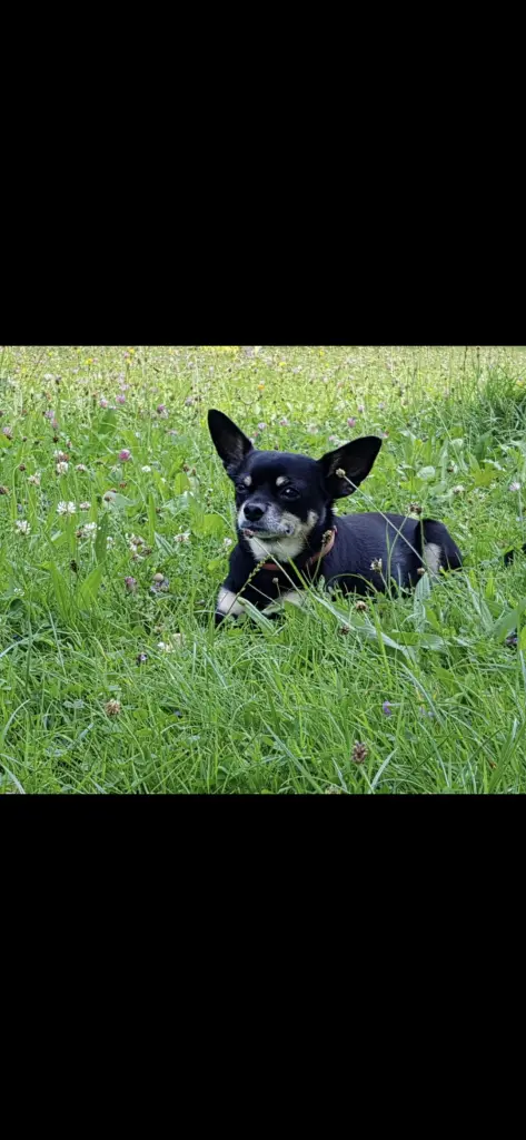 So hat Socke sich am wohlsten gefühlt