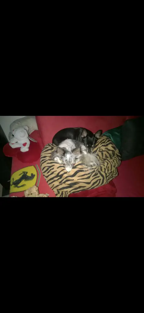 Socke und Lady sind jetzt wieder vereint.