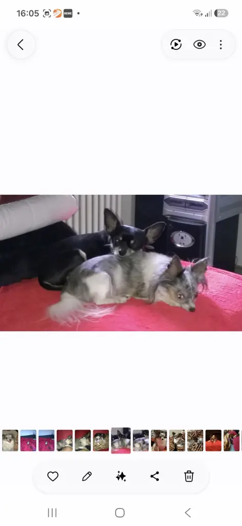 Socke und Lady sind in über die Regenbogenbrücke wieder vereint.