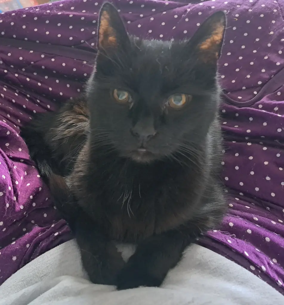 Bild von Penelope
