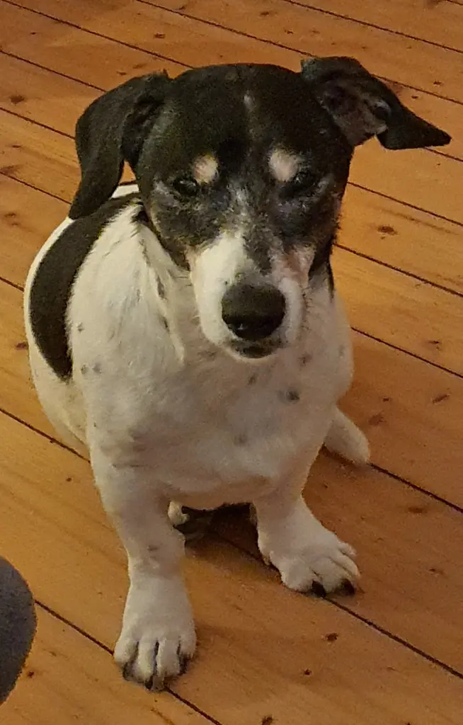 Bild von Oscar