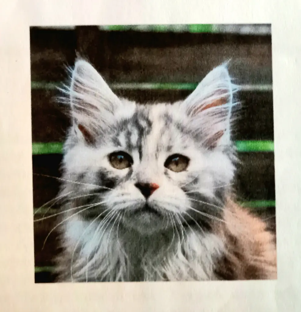 Image from Ruby