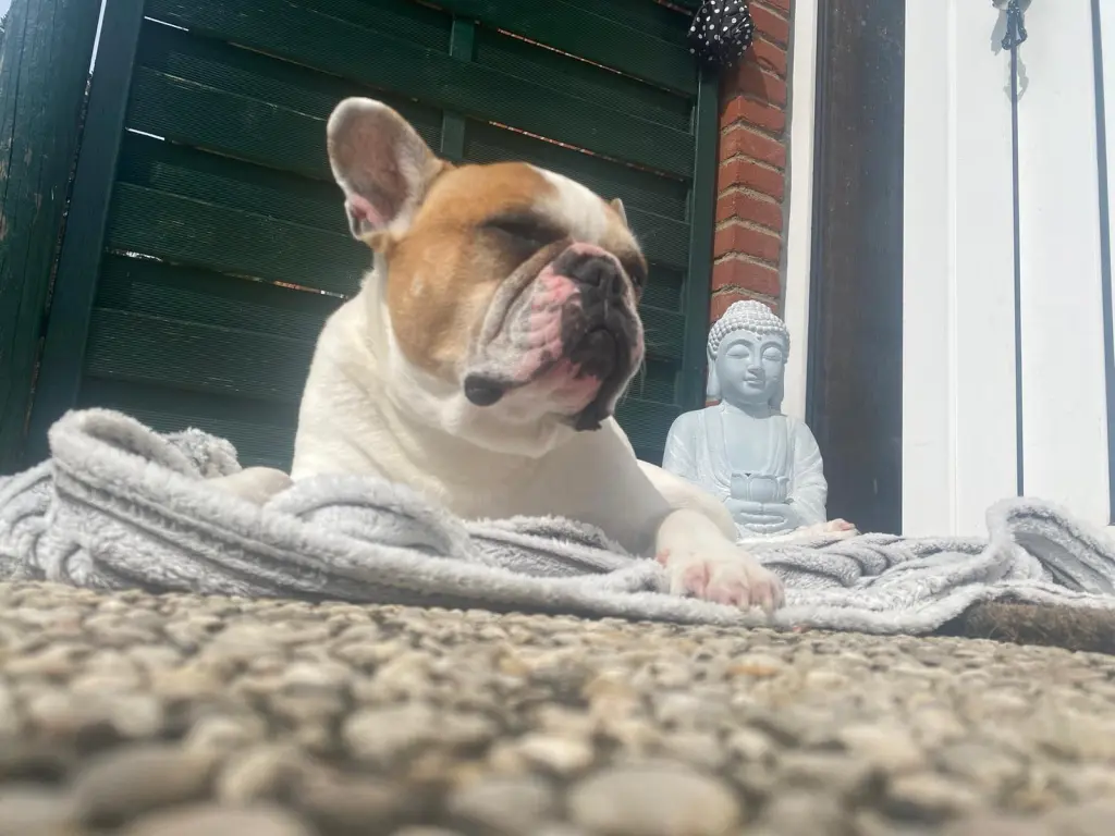 Unser Wachhund im Sonnmodus ☀️