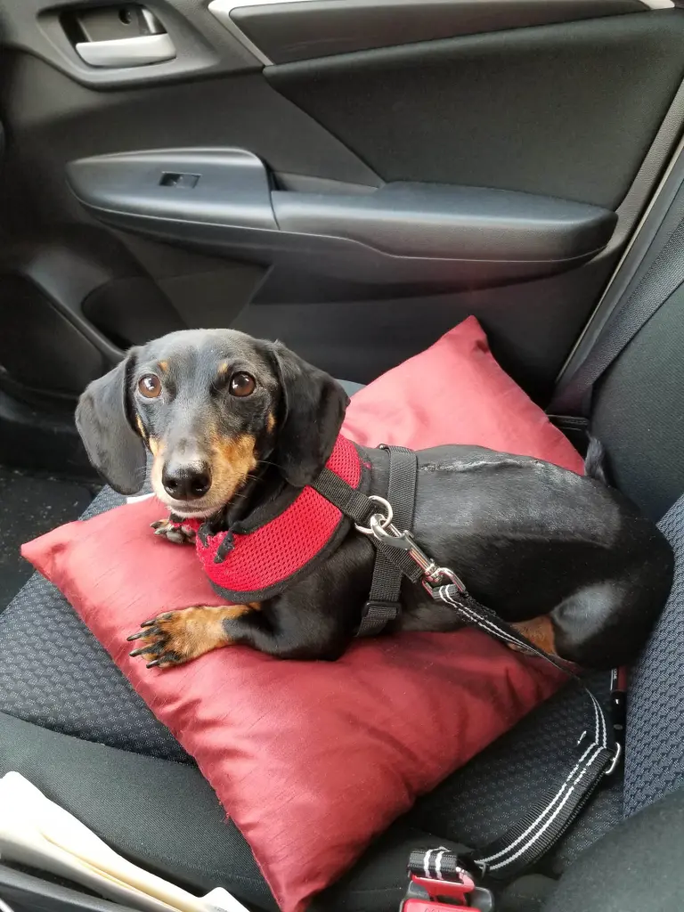He didn't mind the vet. There were treats.