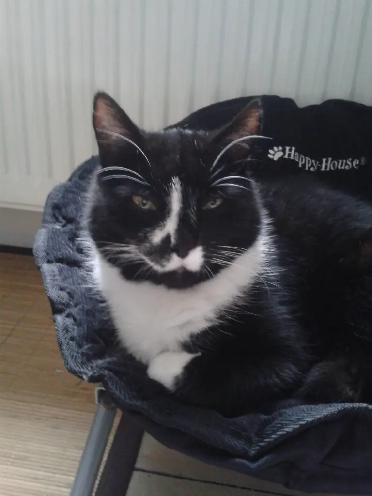 Condolence image of Für Puma von Lissy mit Elmo 