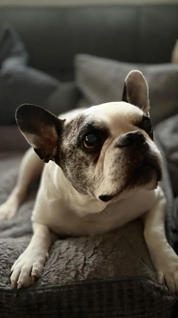Bild von Barney