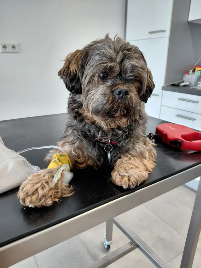2 wochen vor ableben beim tierdoc, mit hoffnung diese infusion könnte dir helfen