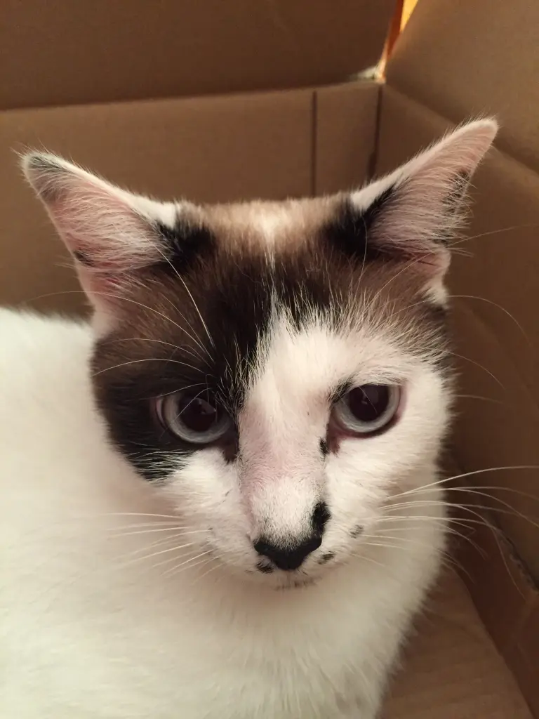 Image from Lucy