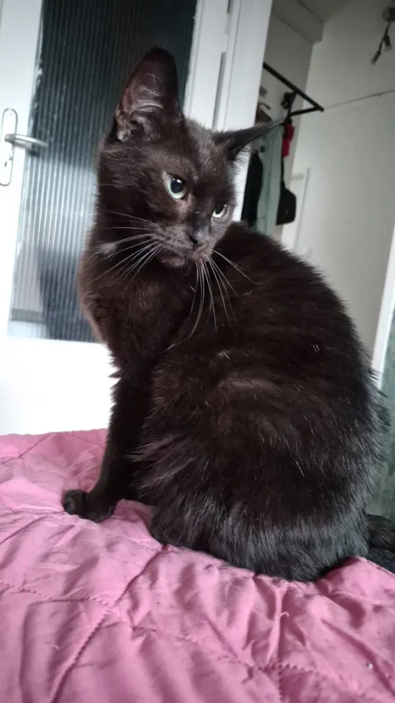 Bild von Bella