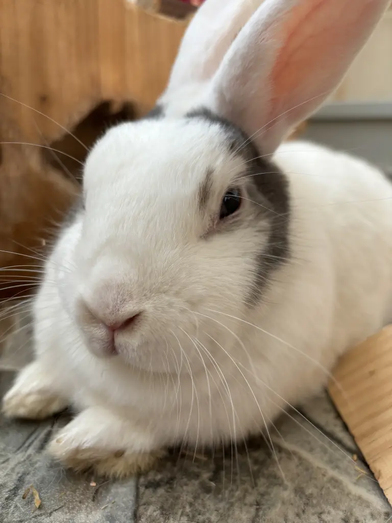 Bild von Mimi
