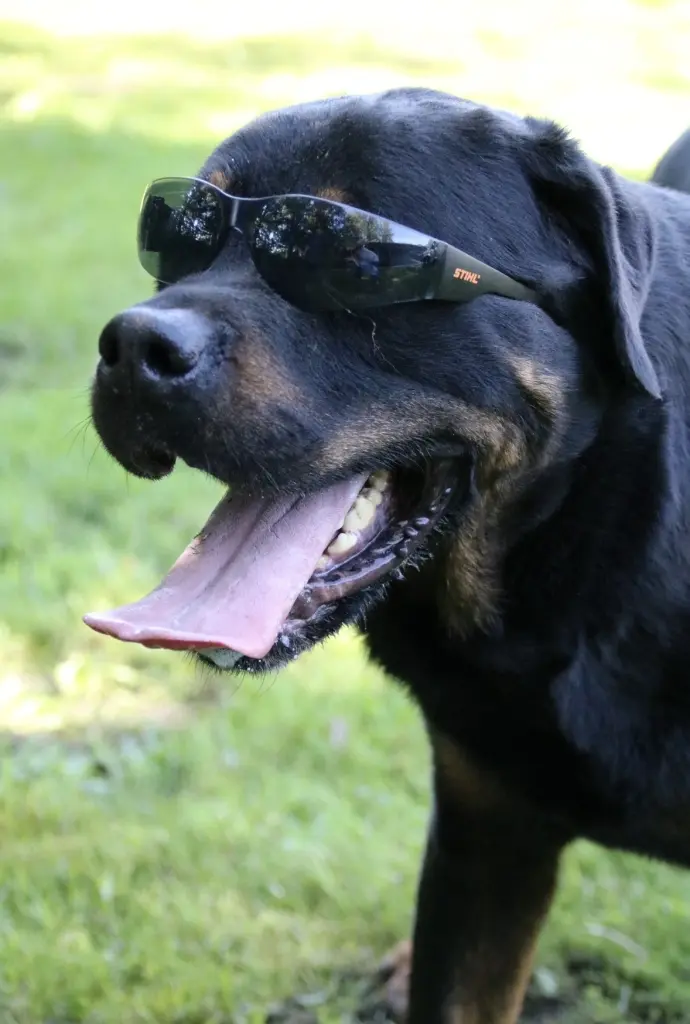 Bild von Möppi (Draco)