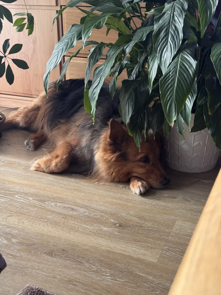 Bild von Zeus
