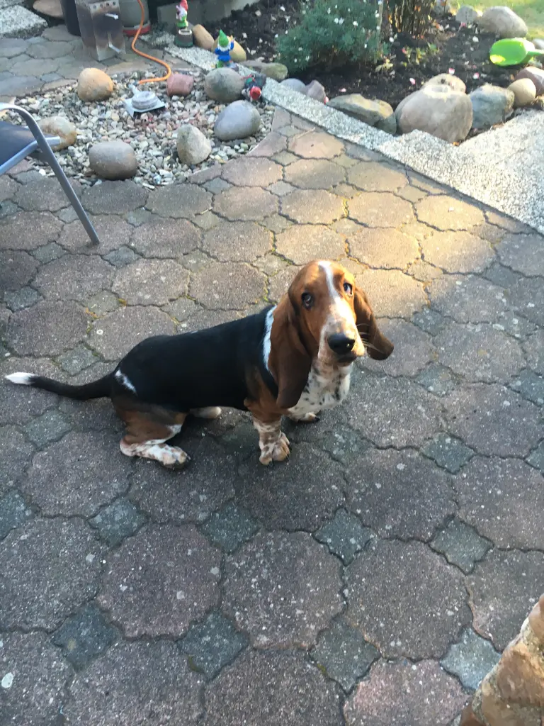 Image from Bentley