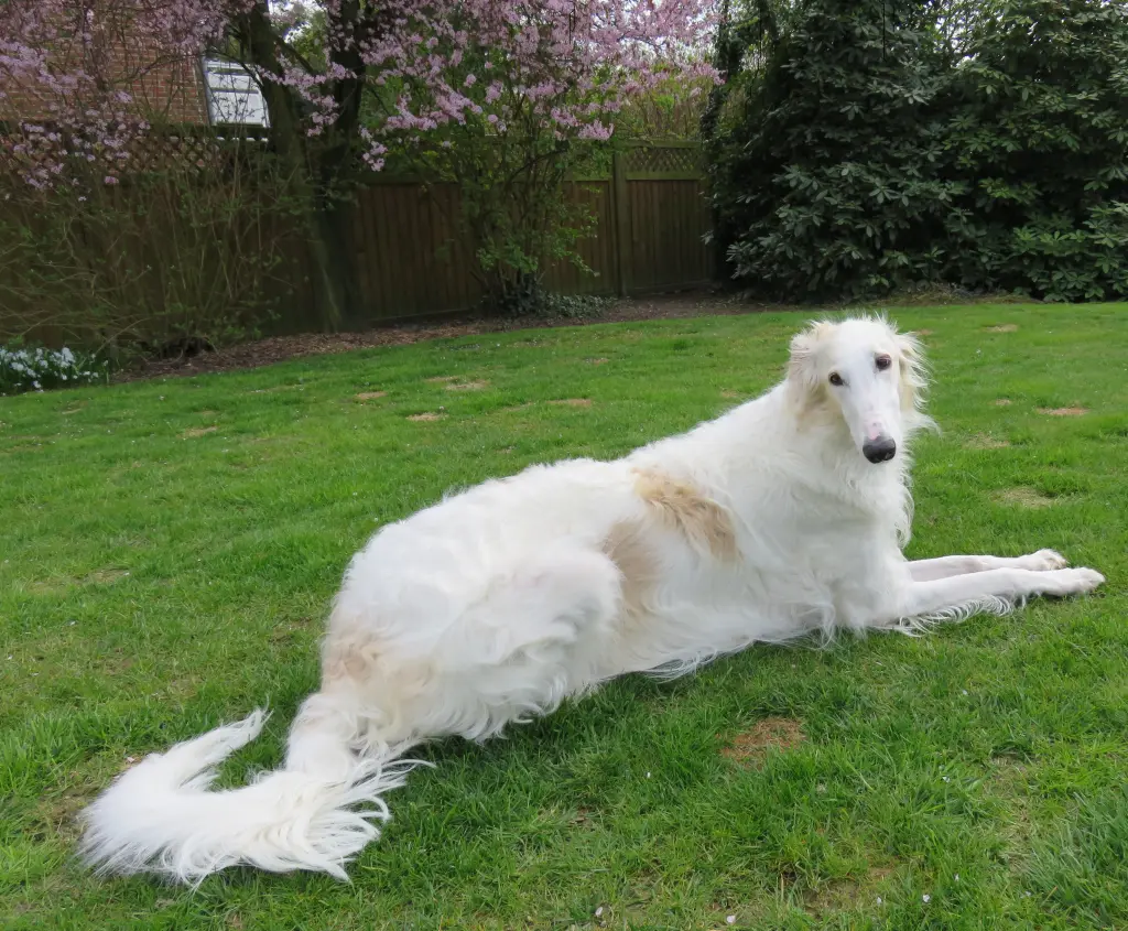 Bild von Bella