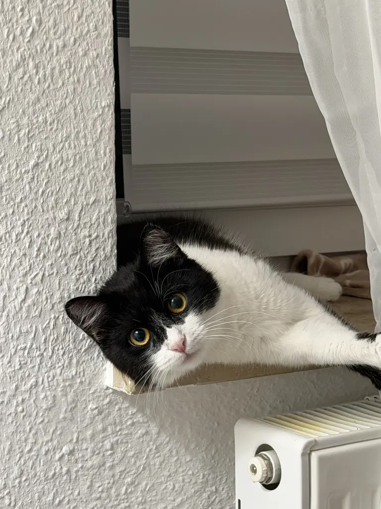 Bild von Lilly