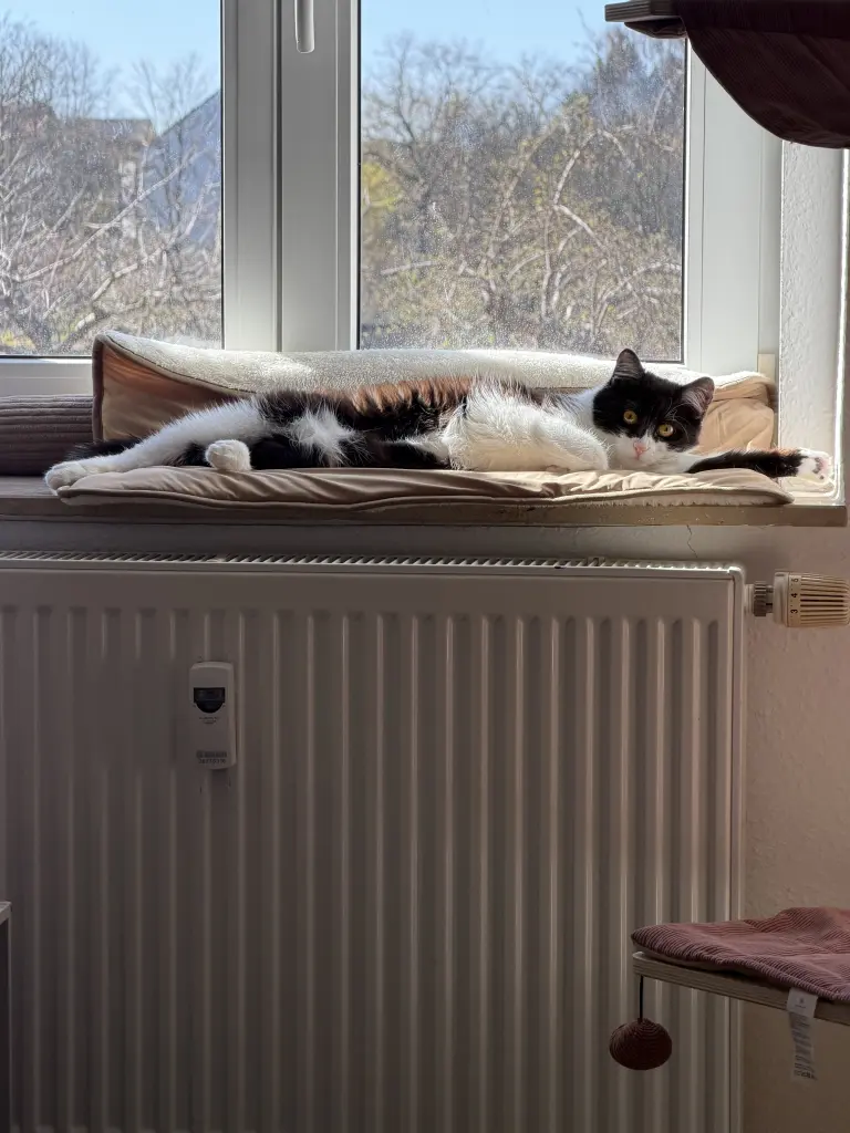 Bild von Lilly