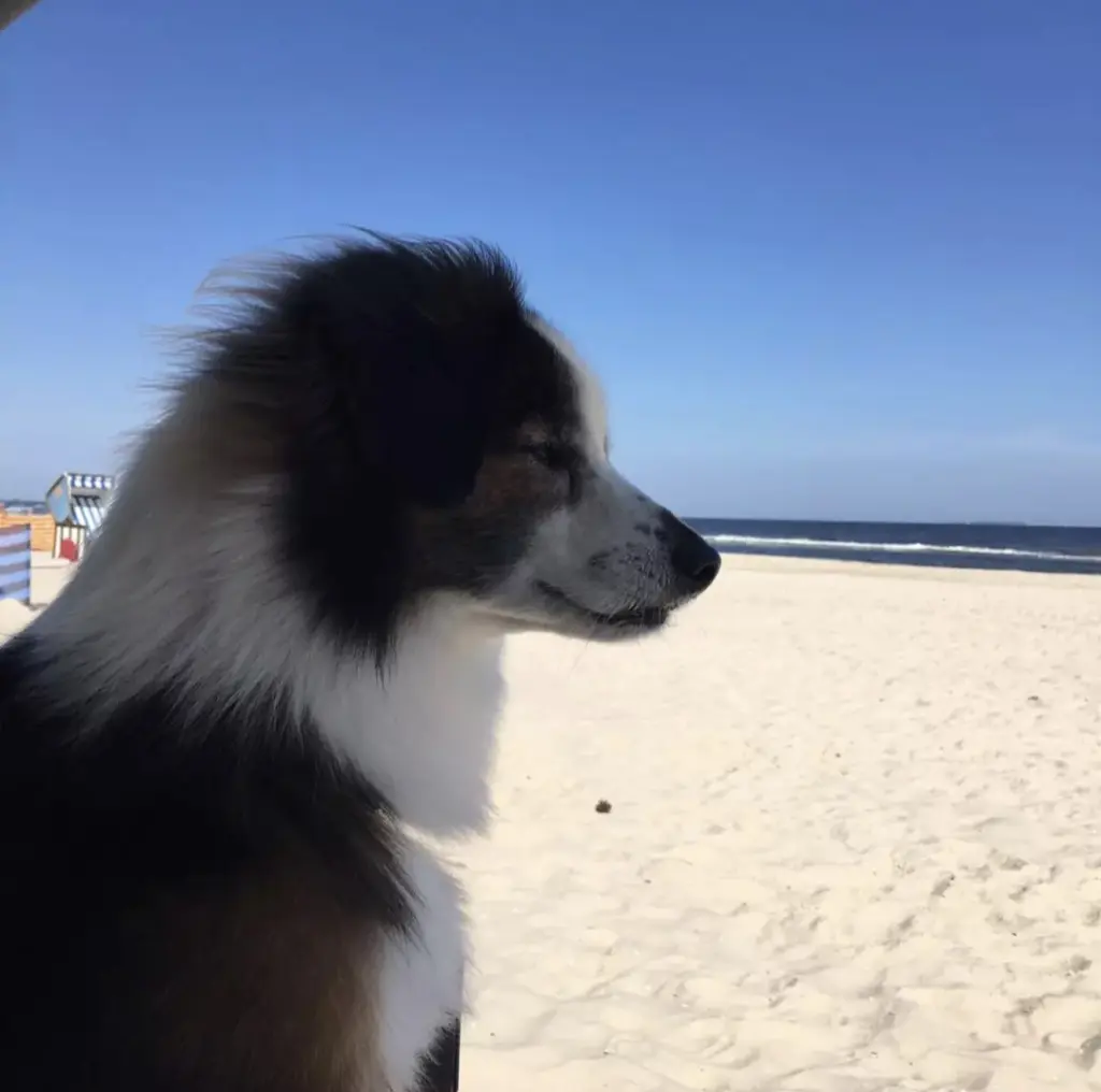 Bild von Rocky