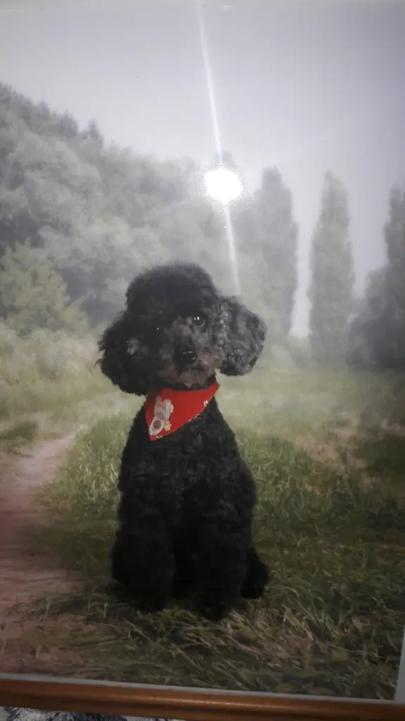 Bild von Lulu