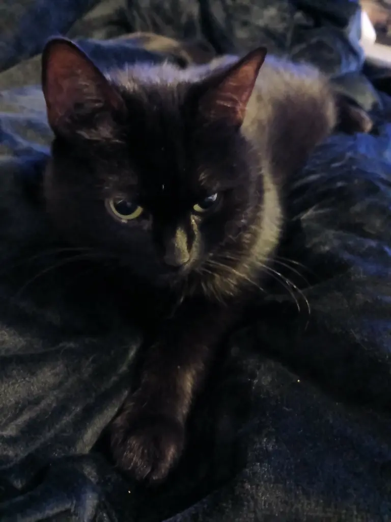 Bild von Blacky
