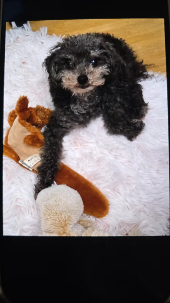 Bild von Coco