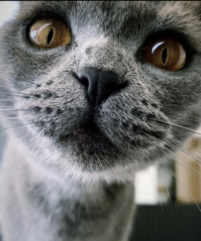 Image from Choupette