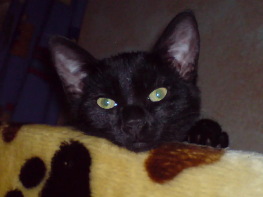 Image from Loona