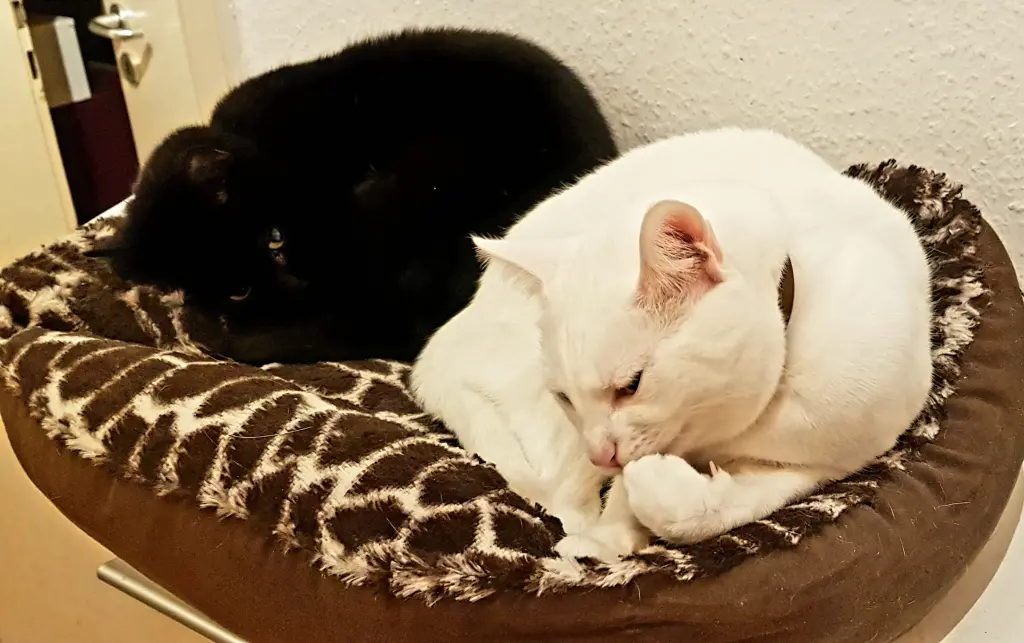 Andachtsbild von Jennifer