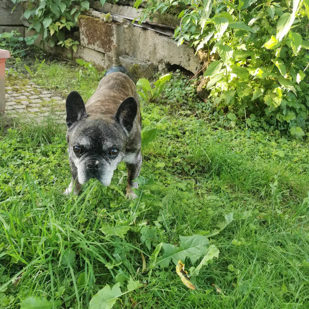 Bild von Alfred