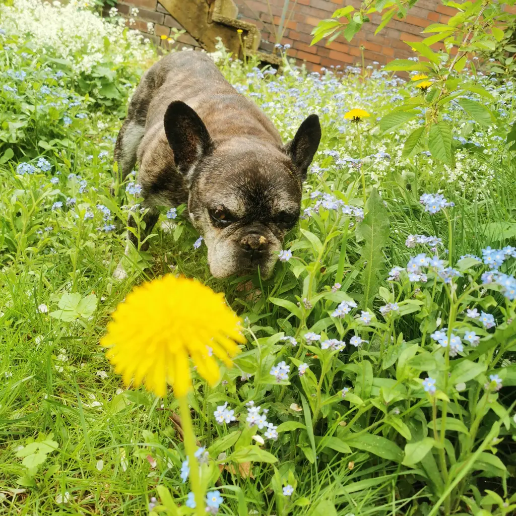 Bild von Alfred