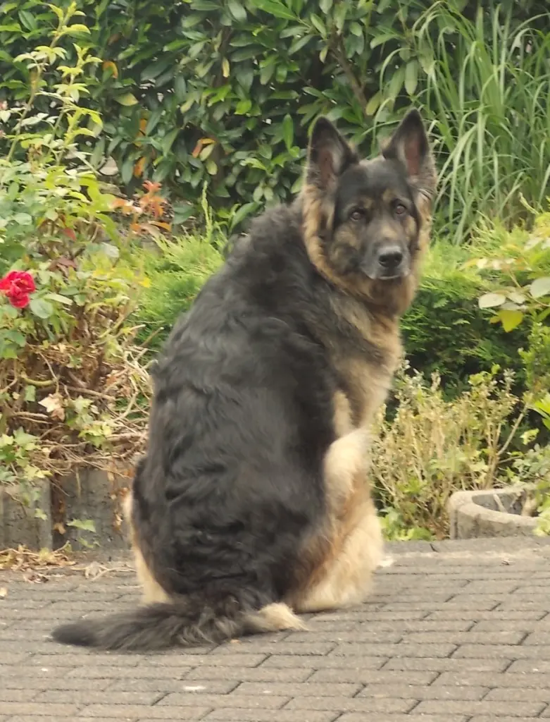 Bild von Simba