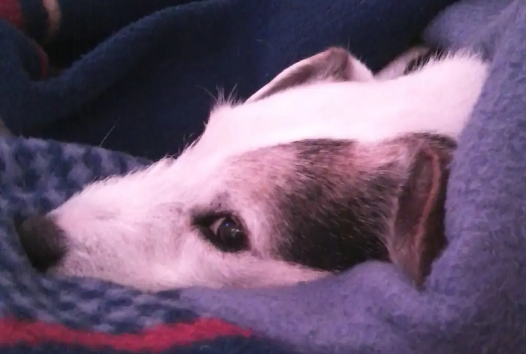 Condolence image of Nina mit Gismo im Herzen
