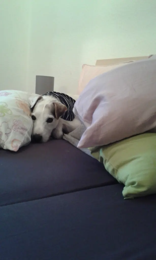 Condolence image of Nina mit Gismo im Herzen