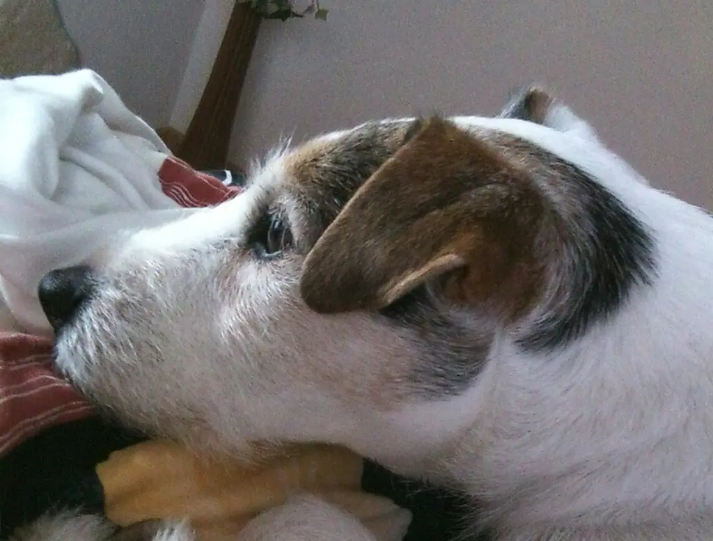 Condolence image of Nina mit Gismo im Herzen