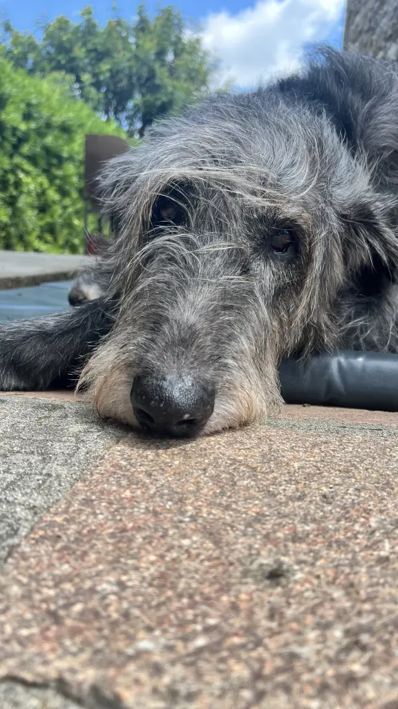 Bild von Enya
