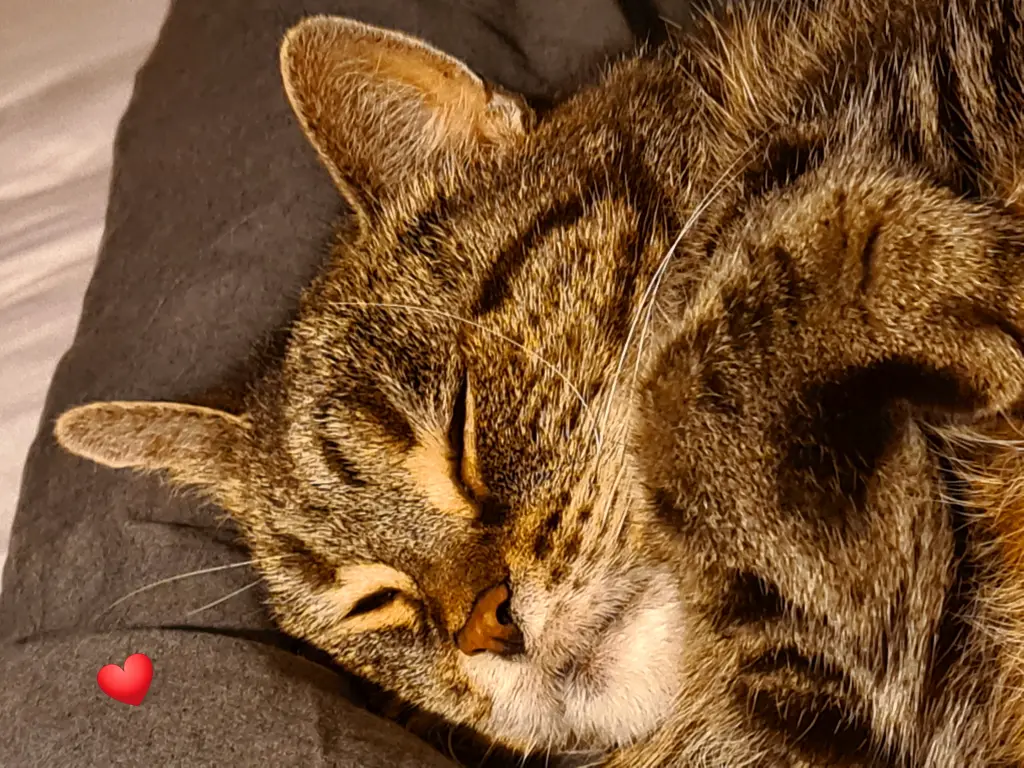 Bild von Katzi