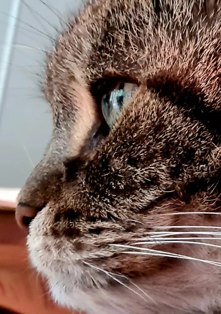 Bild von Katzi